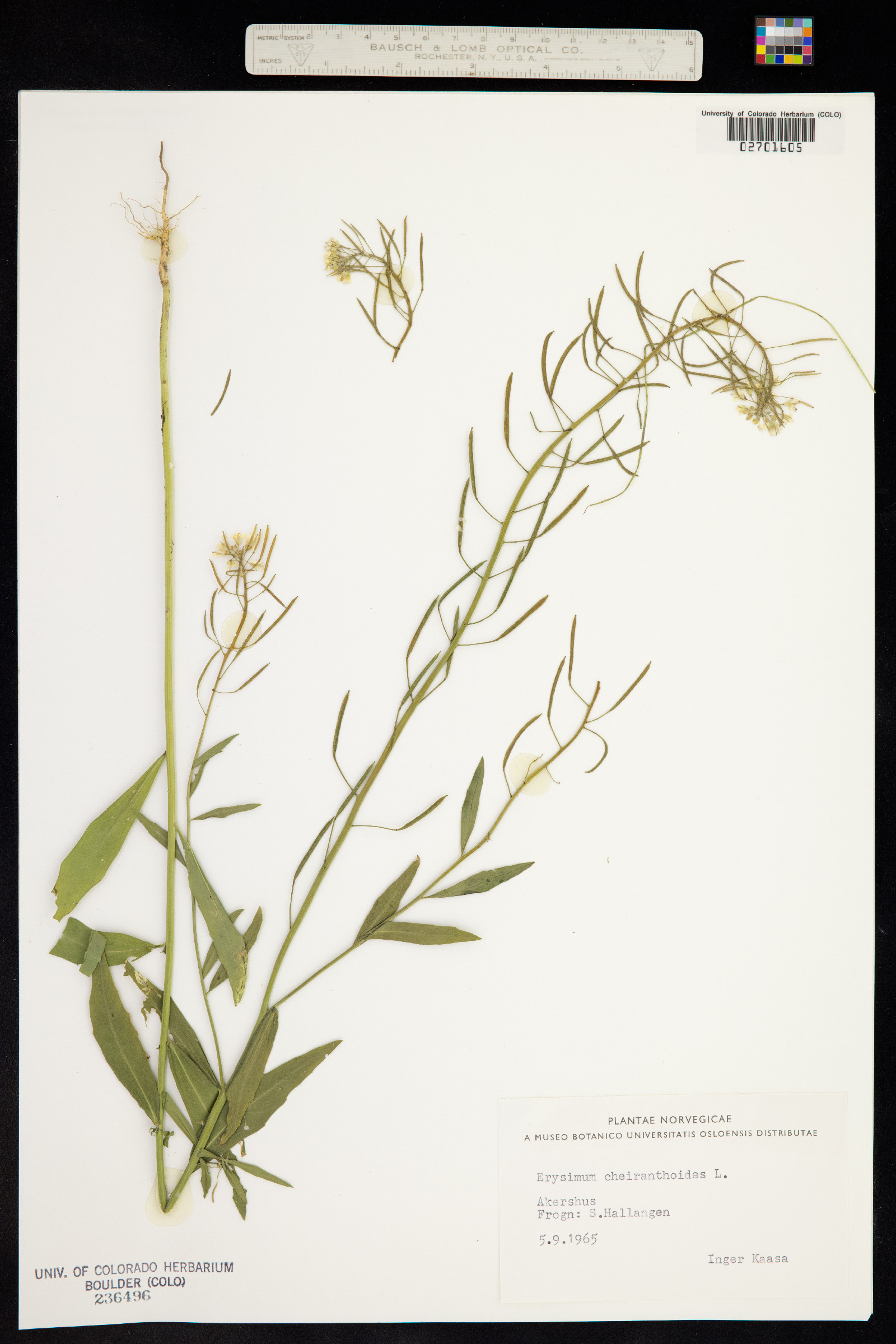 Erysimum cheiranthoides image