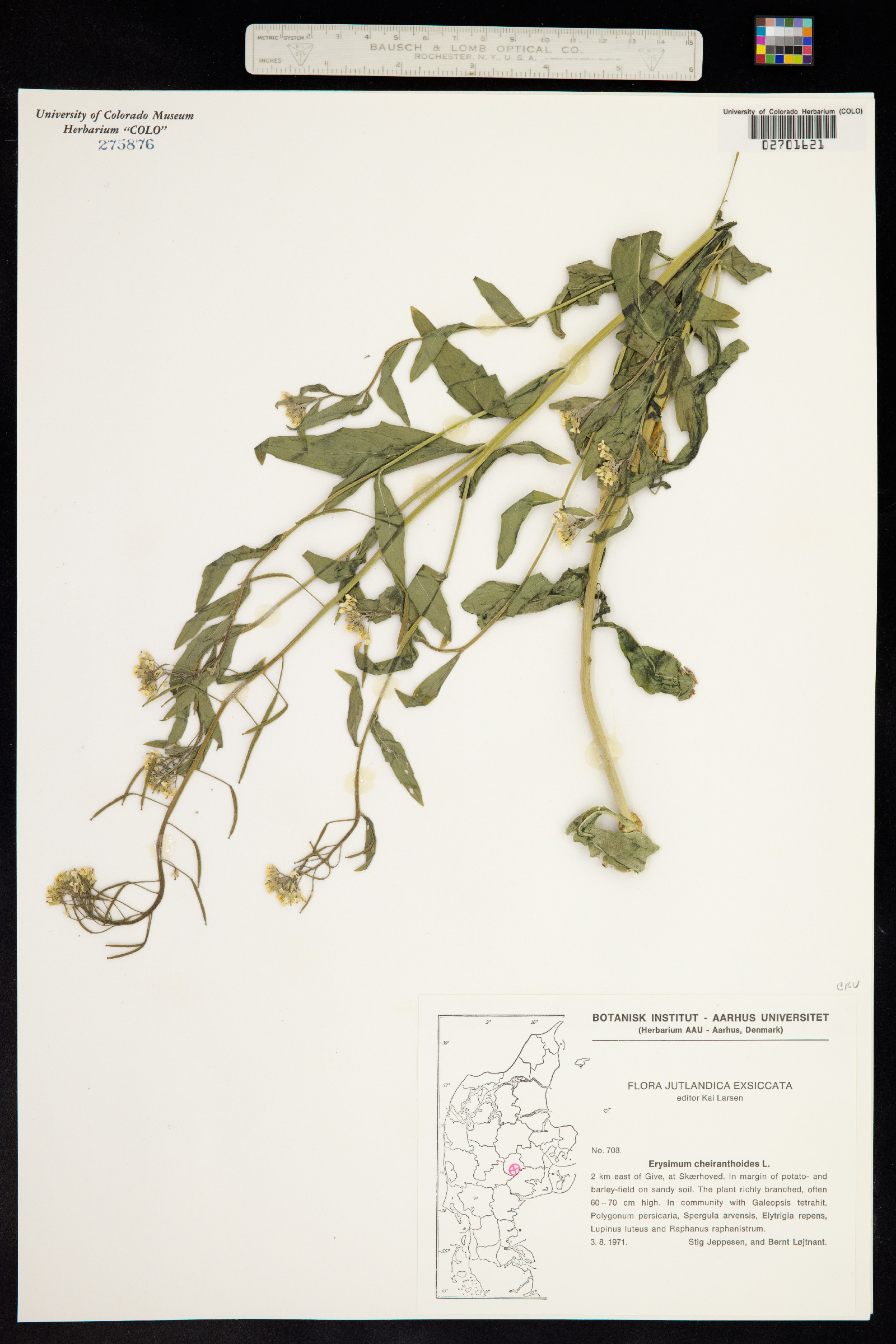 Erysimum cheiranthoides image