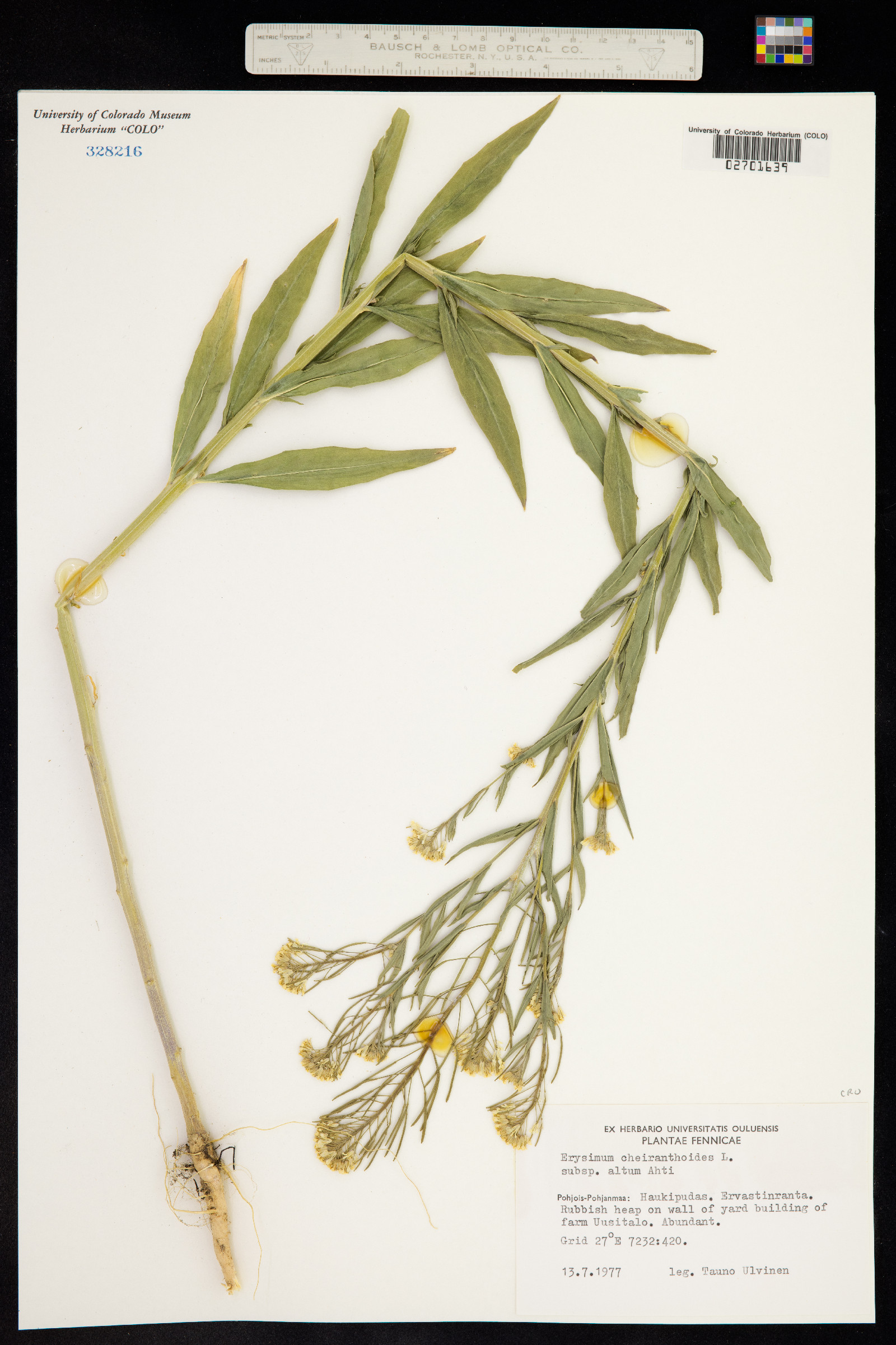 Erysimum cheiranthoides image