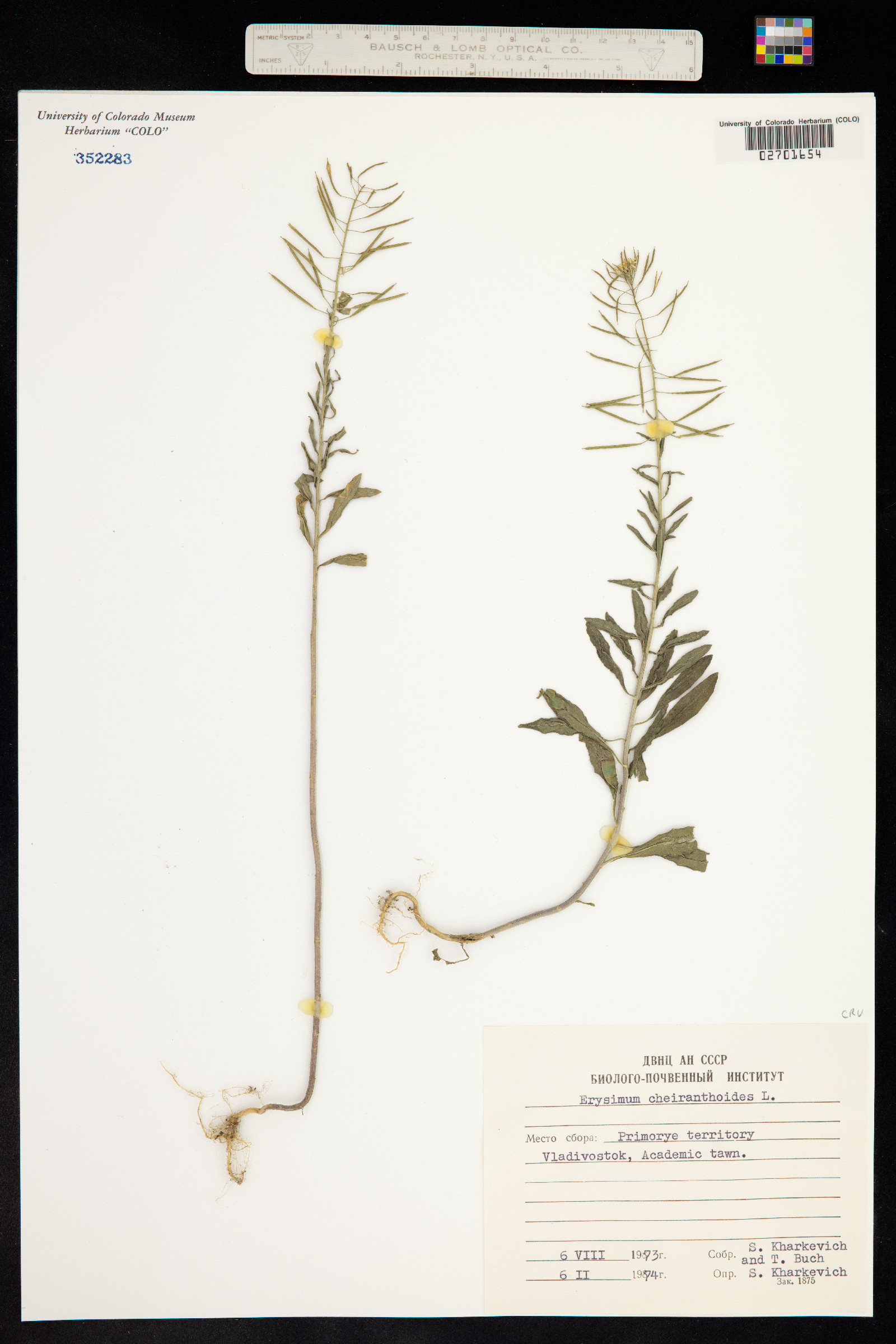 Erysimum cheiranthoides image