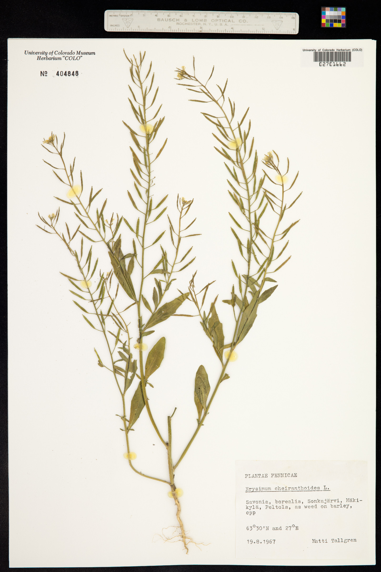 Erysimum cheiranthoides image