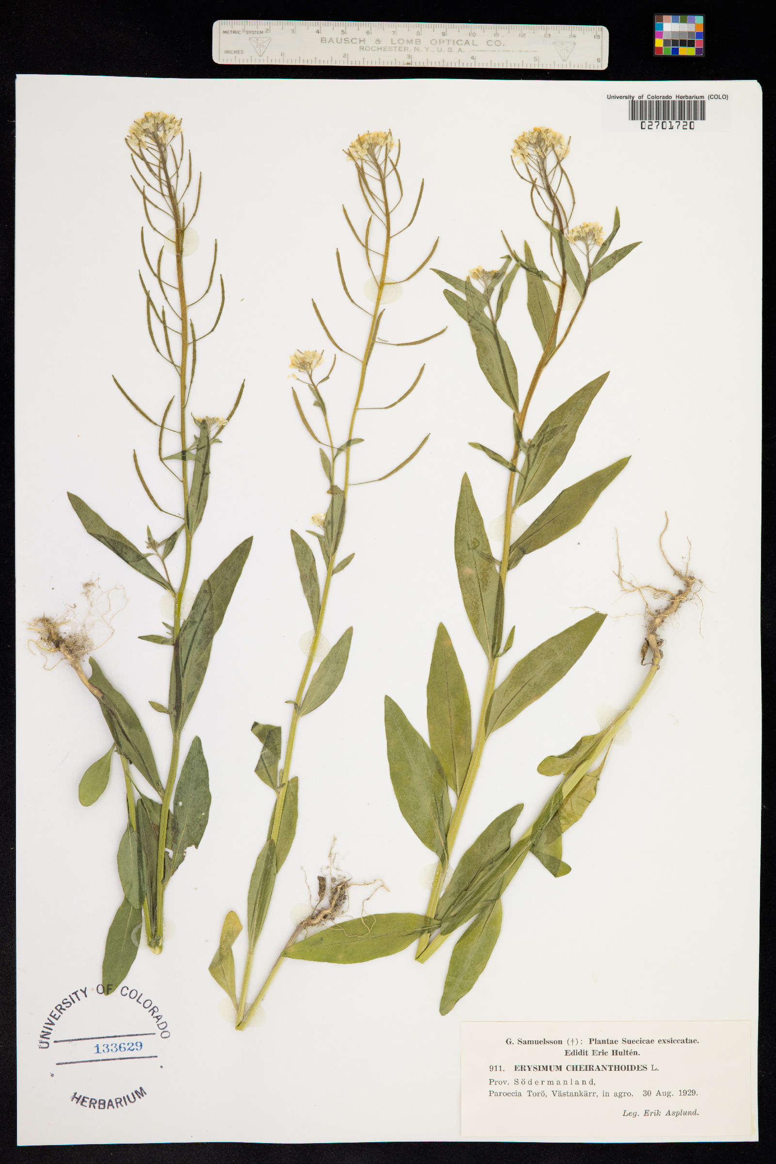 Erysimum cheiranthoides image