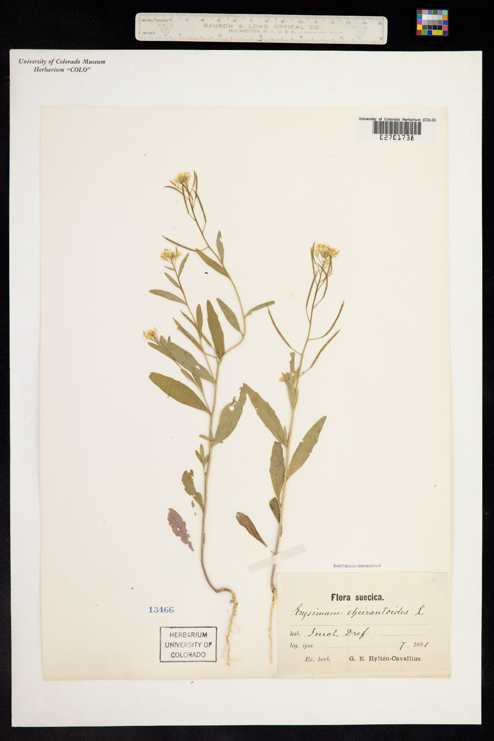 Erysimum cheiranthoides image
