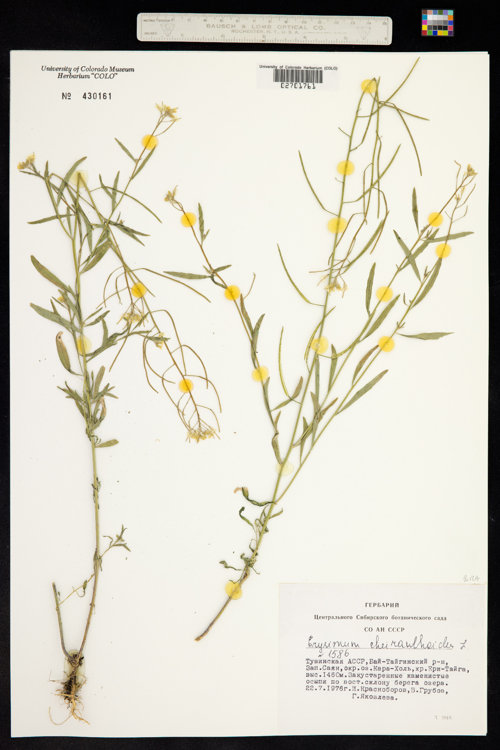 Erysimum cheiranthoides image