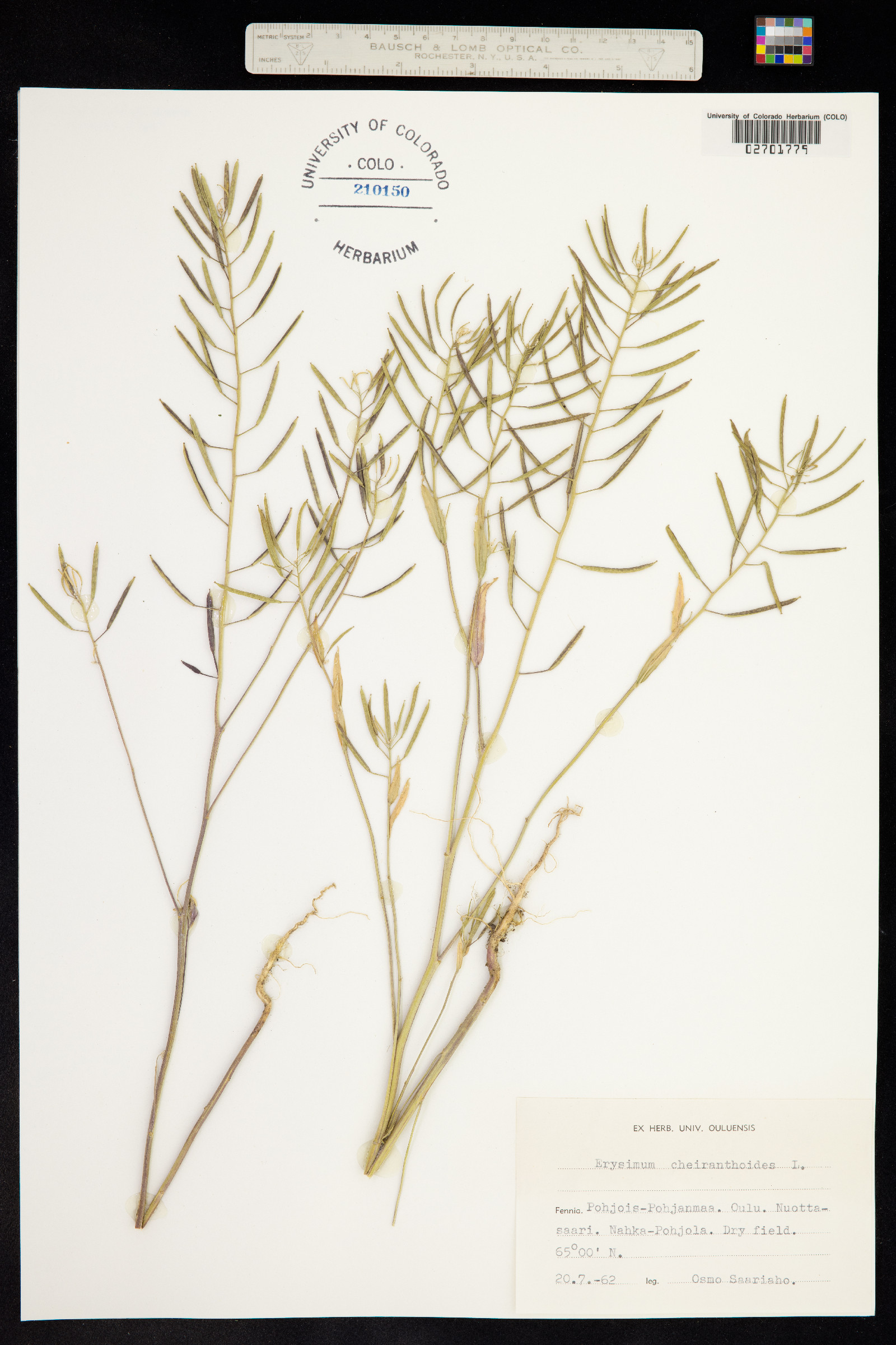 Erysimum cheiranthoides image