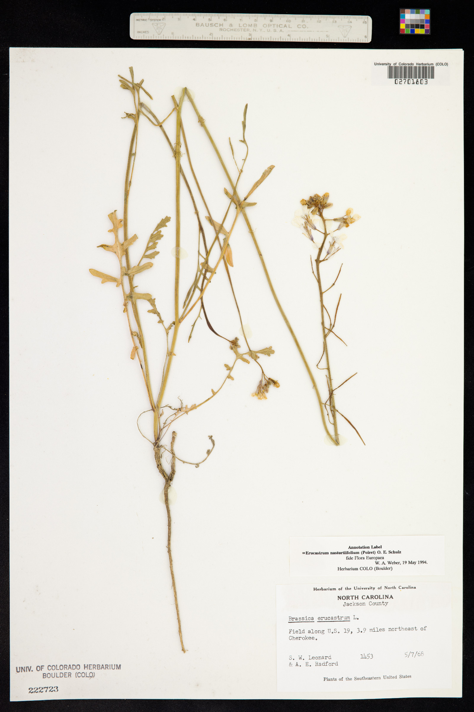 Erucastrum nasturtiifolium image
