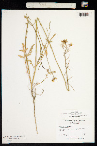 Image of Erucastrum nasturtiifolium