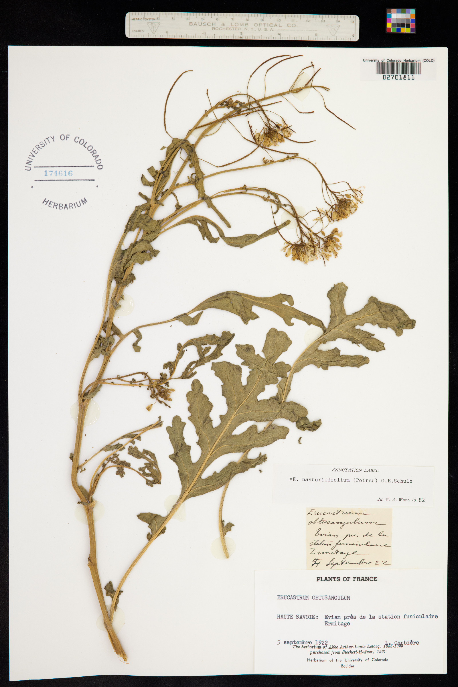 Erucastrum nasturtiifolium image
