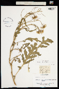 Image of Sinapis nasturtiifolium
