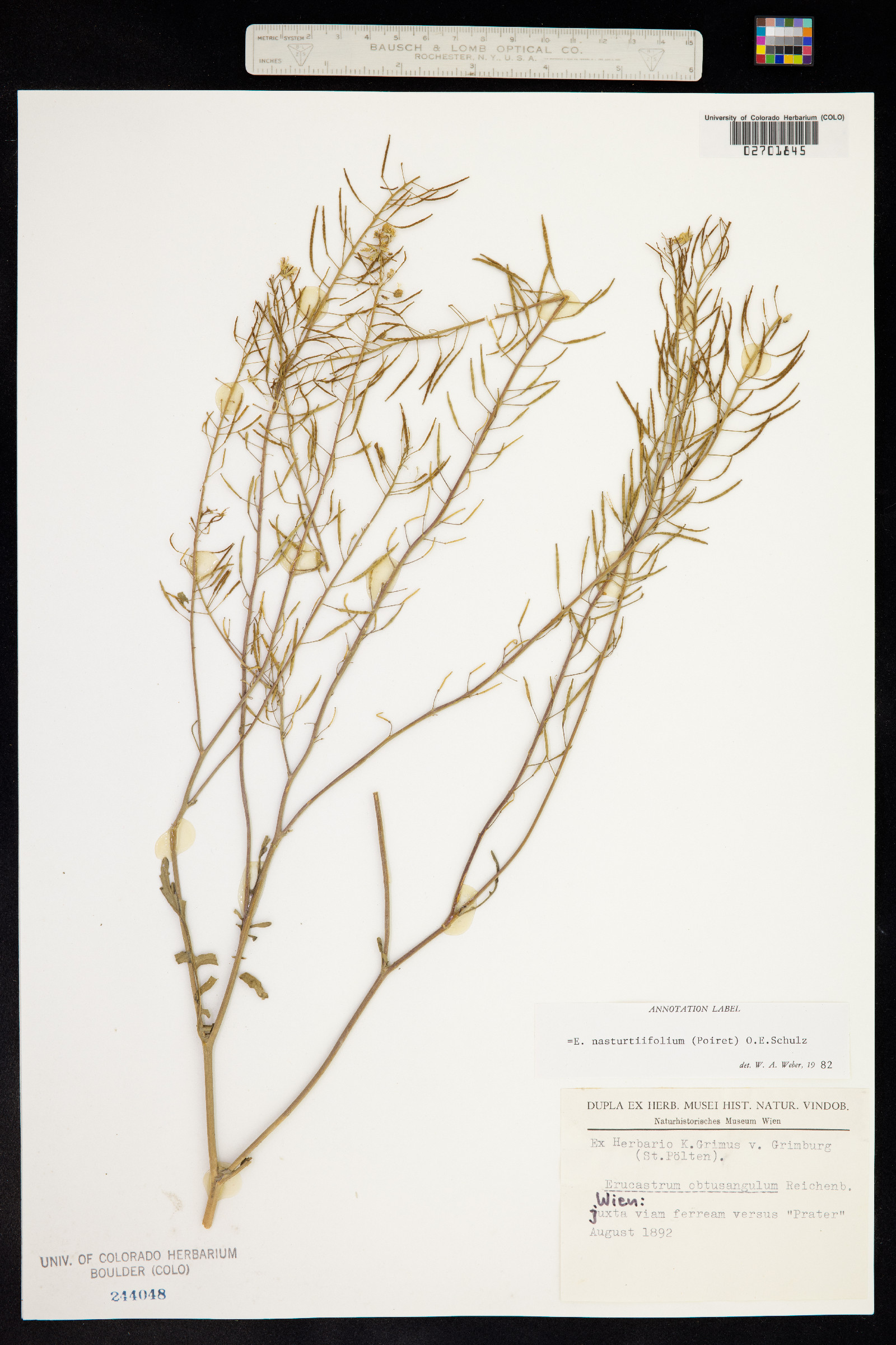 Erucastrum nasturtiifolium image