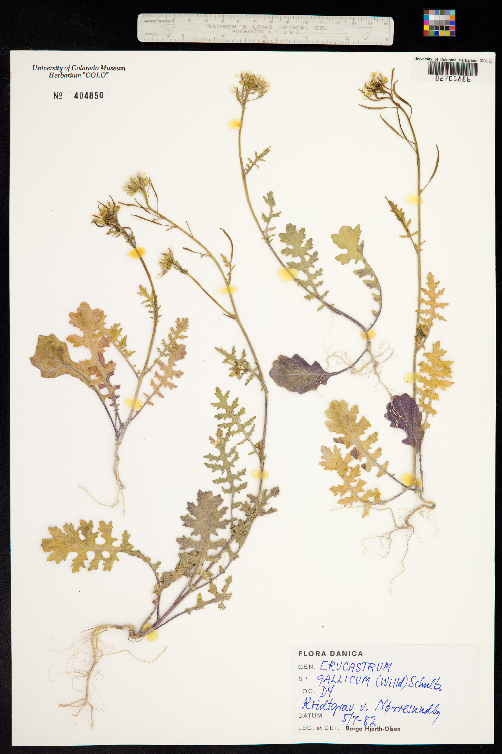 Erucastrum gallicum image