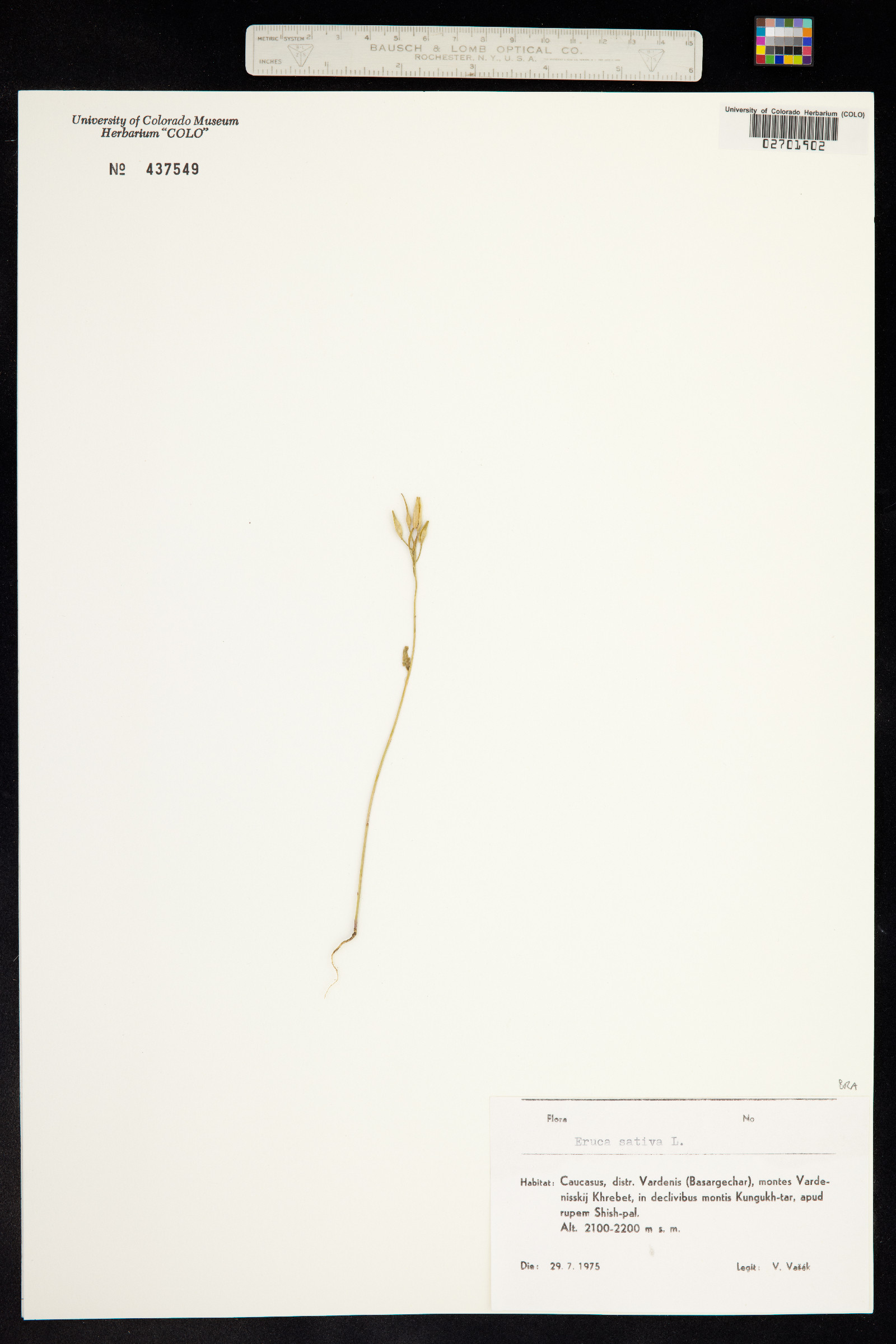 Eruca vesicaria ssp. sativa image