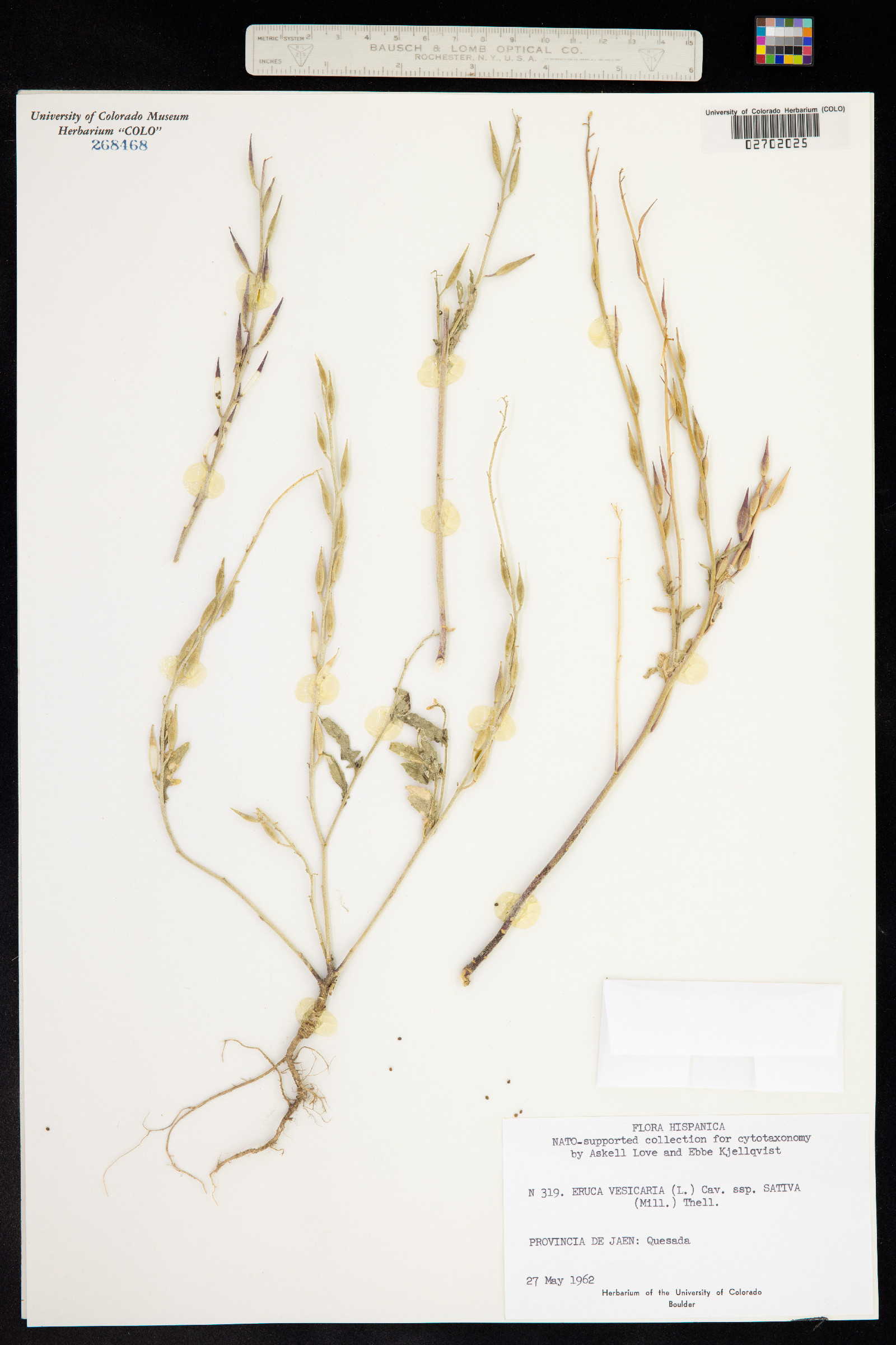 Eruca vesicaria image