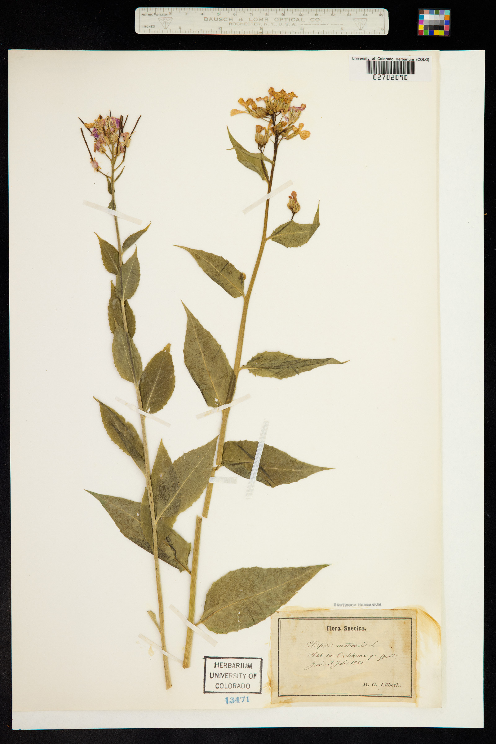 Hesperis matronalis image