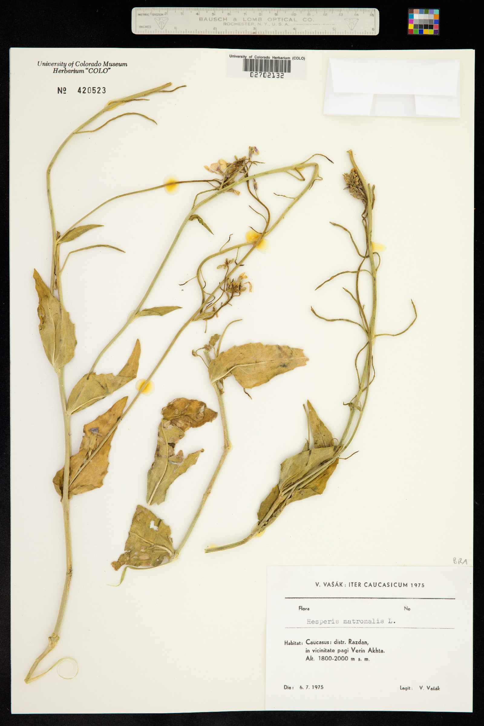 Hesperis matronalis image