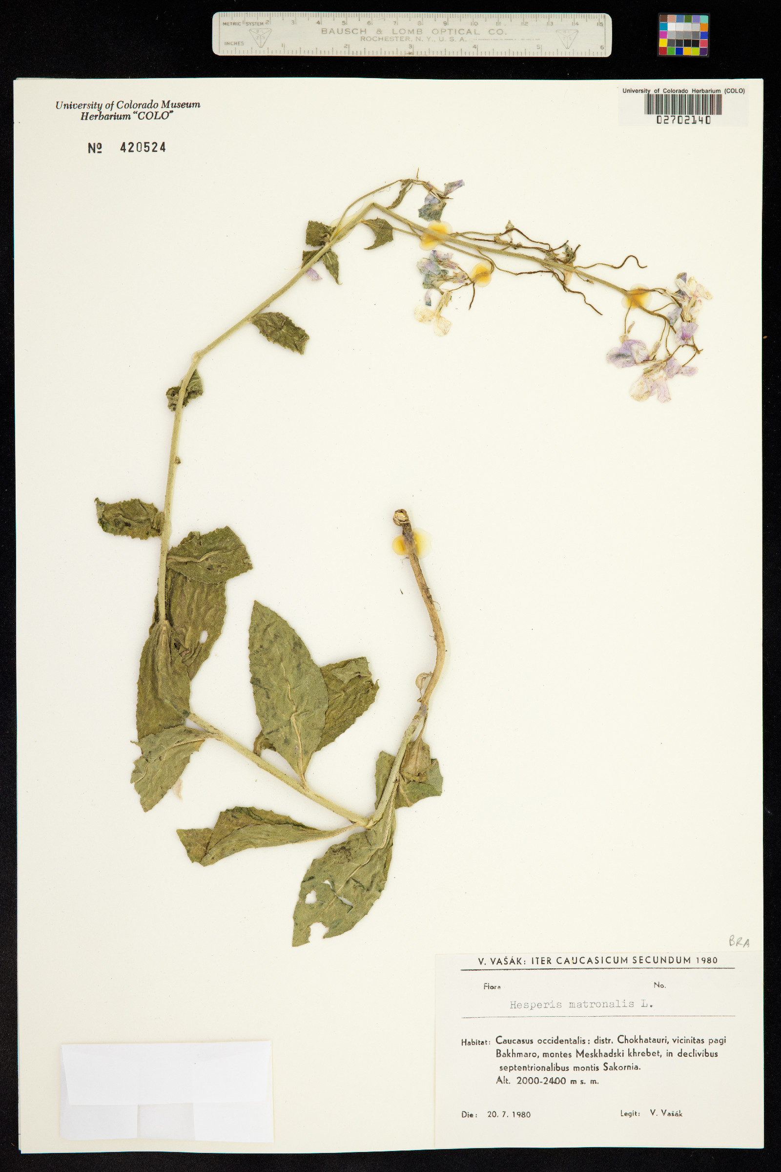 Hesperis matronalis image