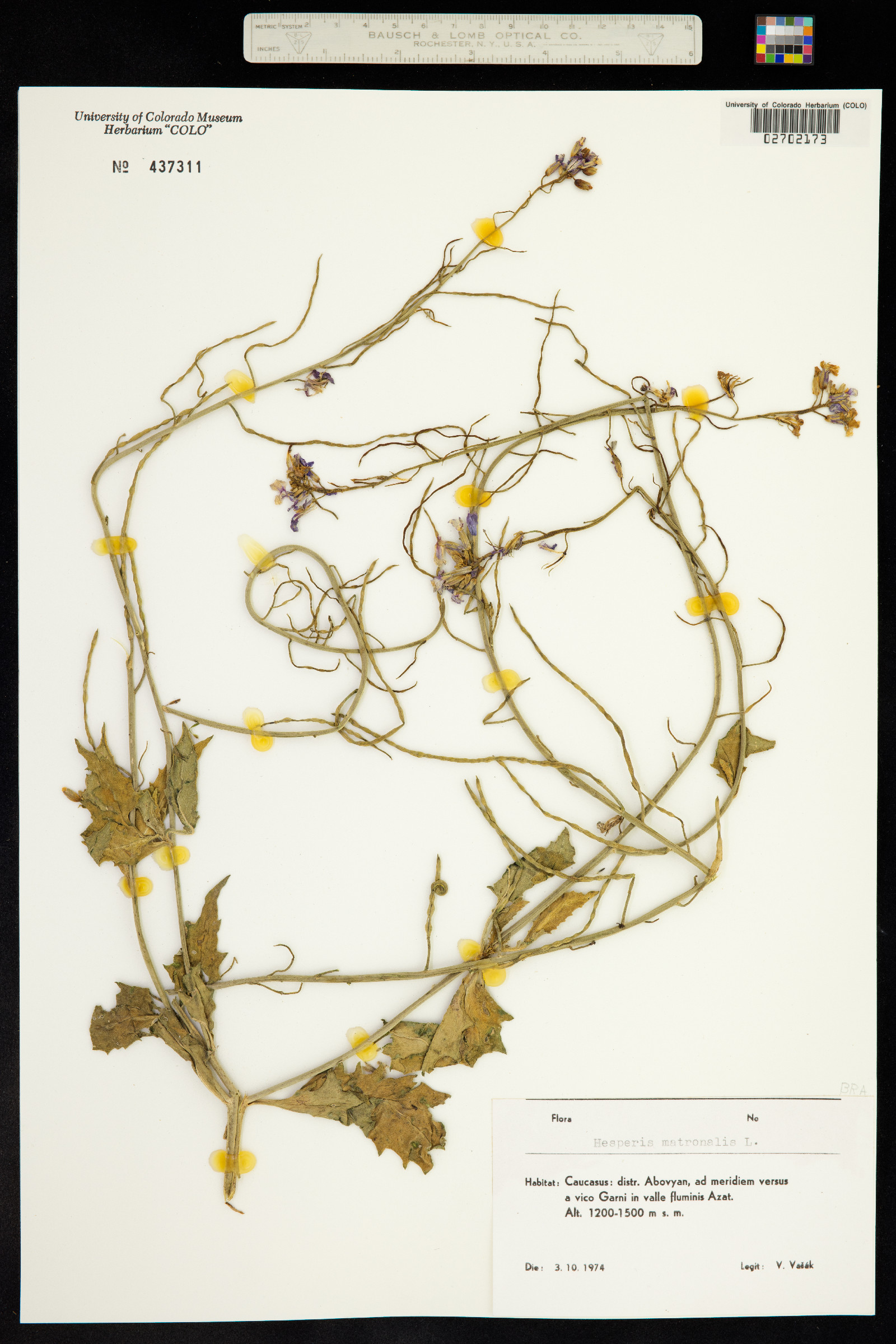 Hesperis matronalis image