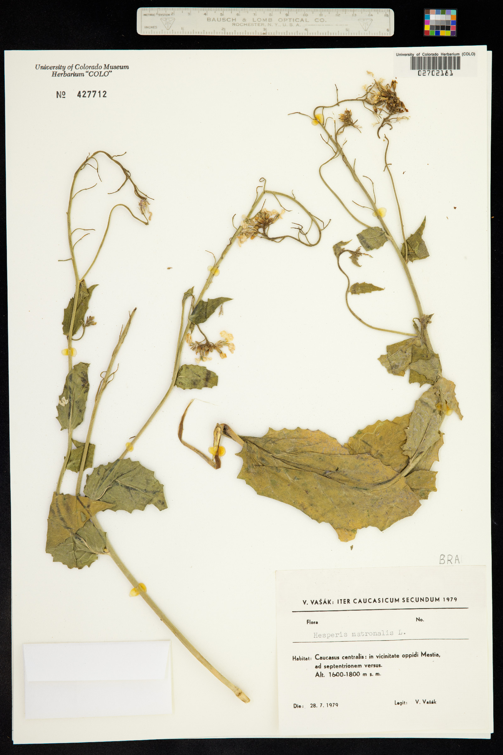 Hesperis matronalis image