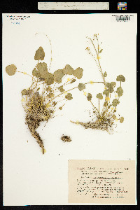 Image of Graellsia saxifragifolia