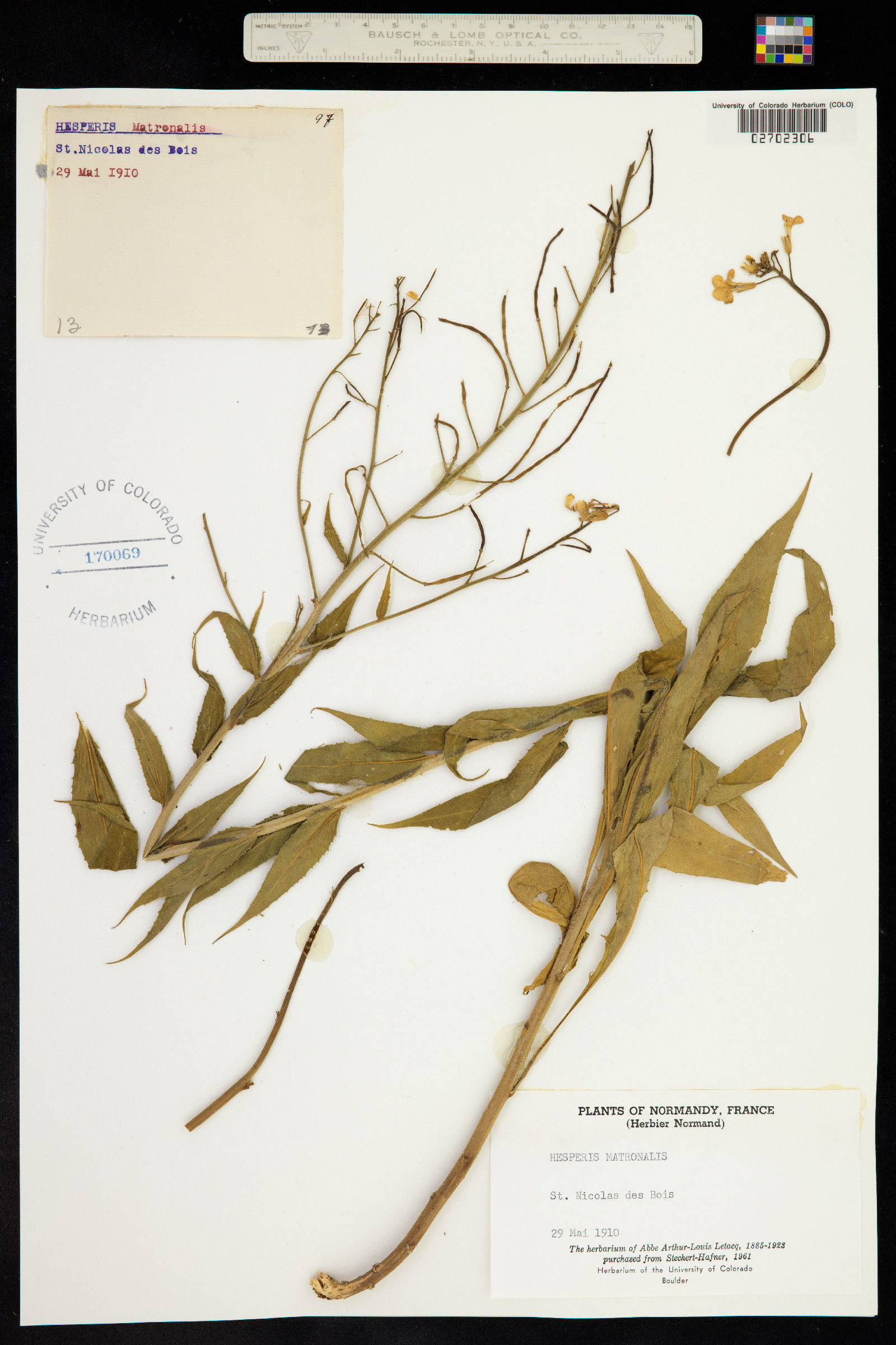 Hesperis image