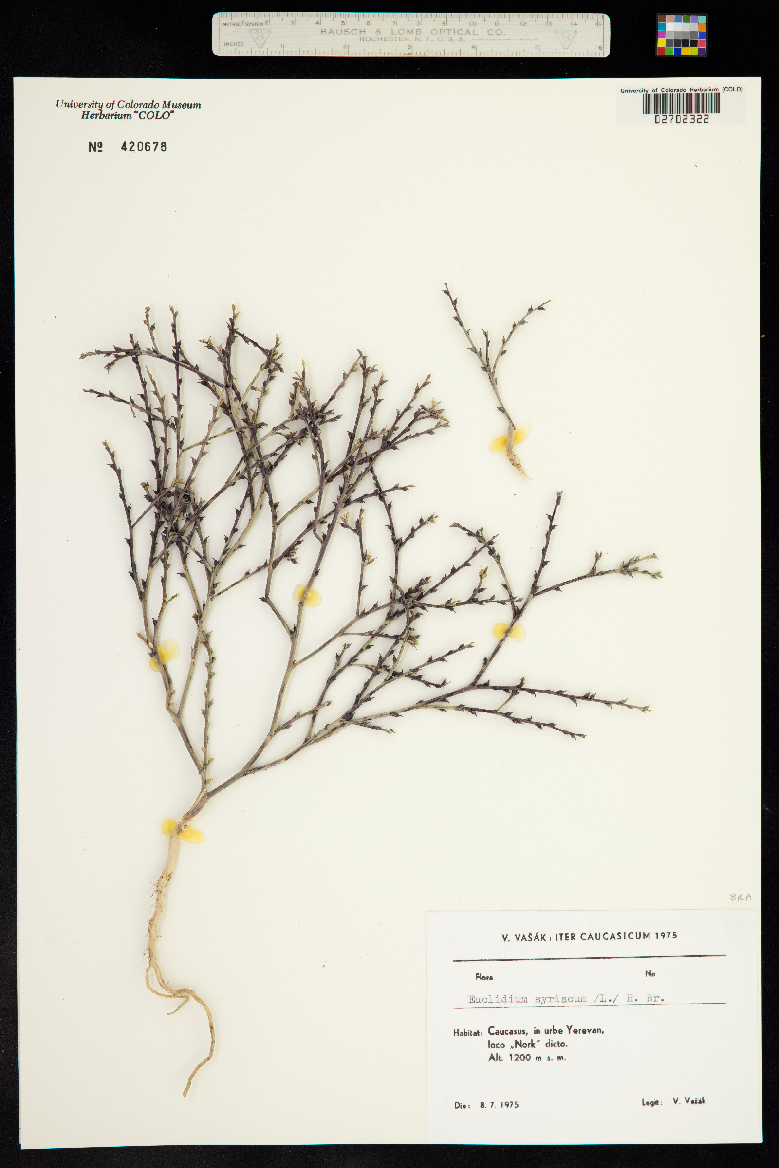 Euclidium syriacum image