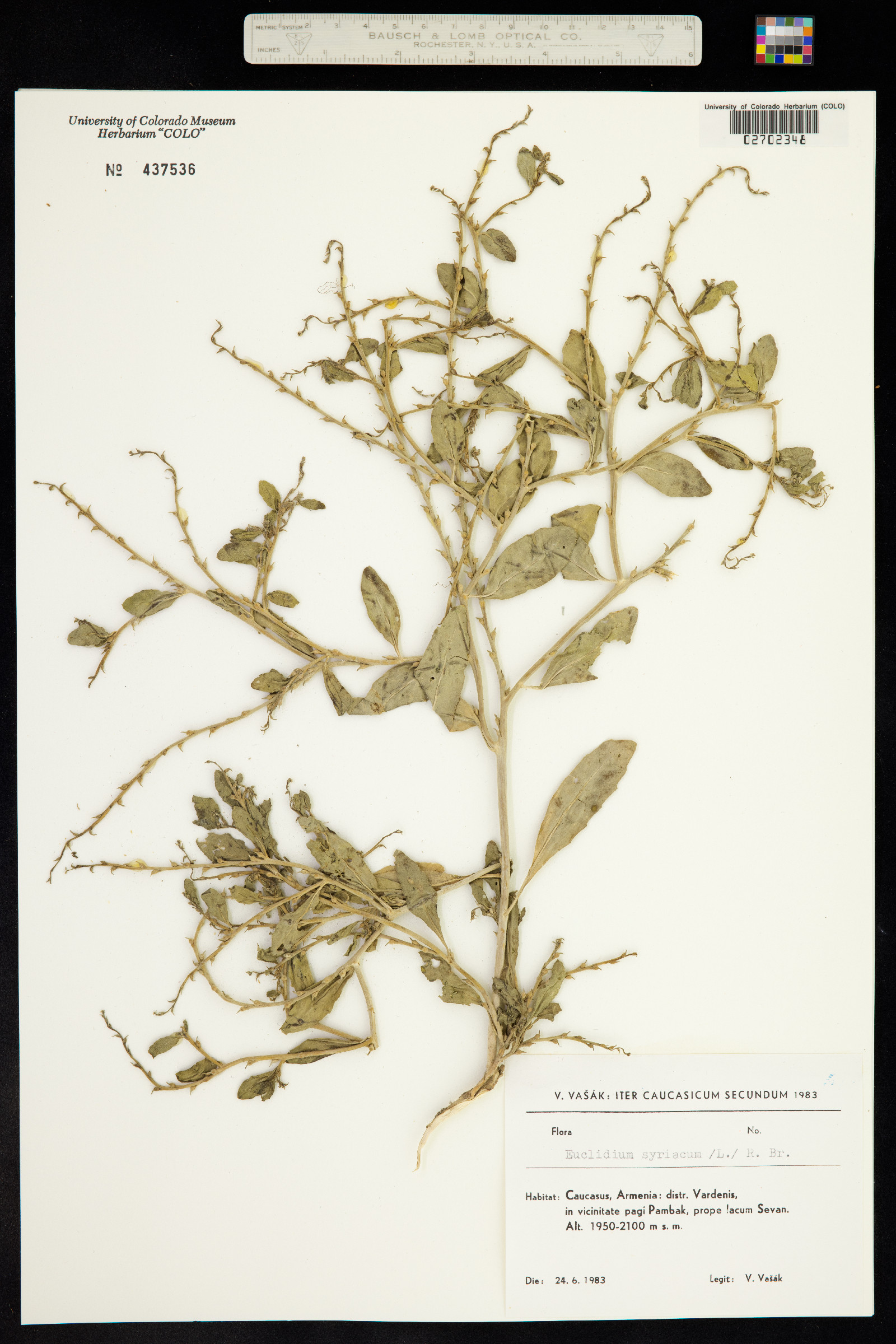 Euclidium syriacum image