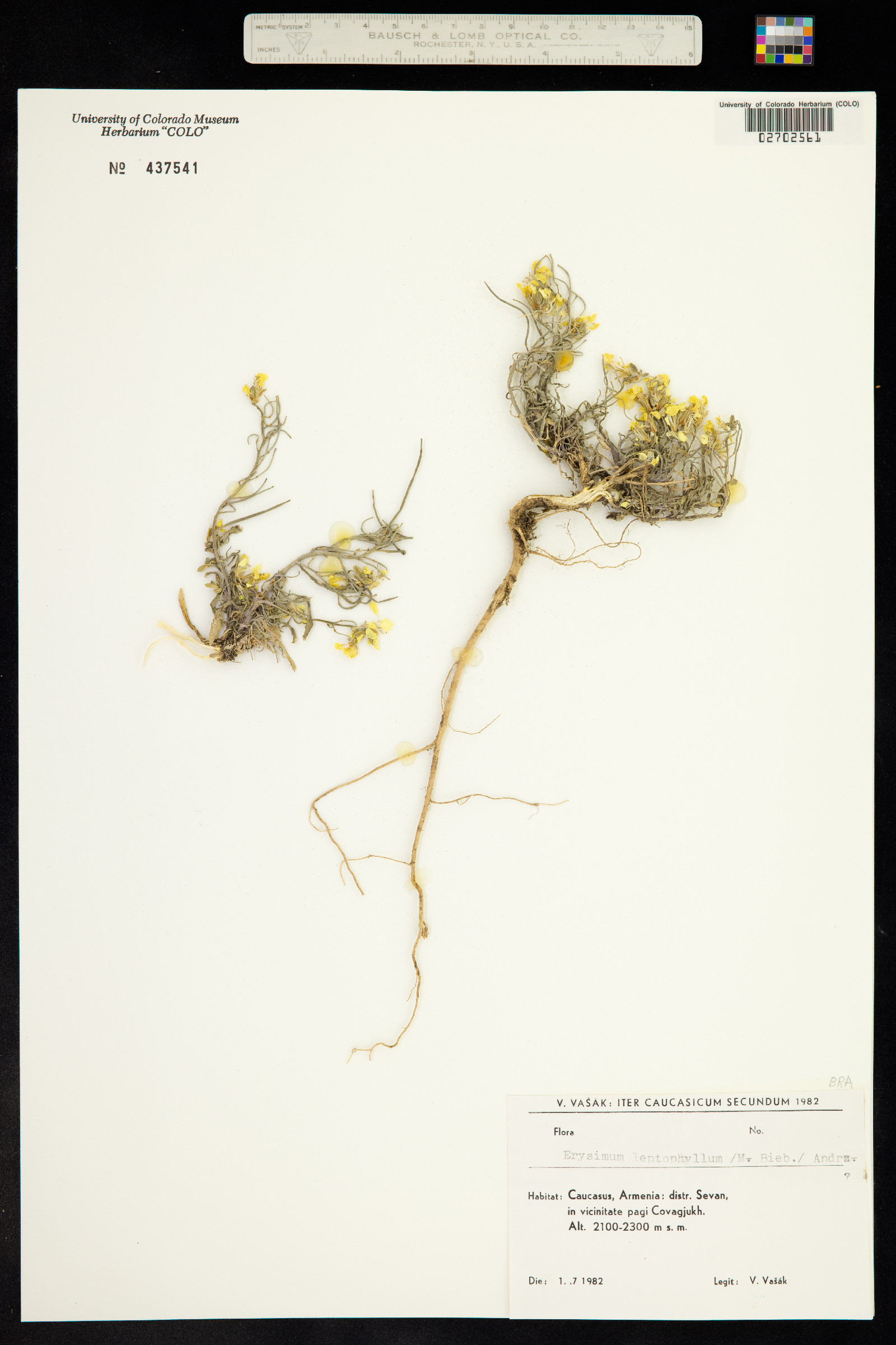 Erysimum leptophyllum image