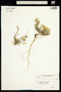 Image of Erysimum leptophyllum
