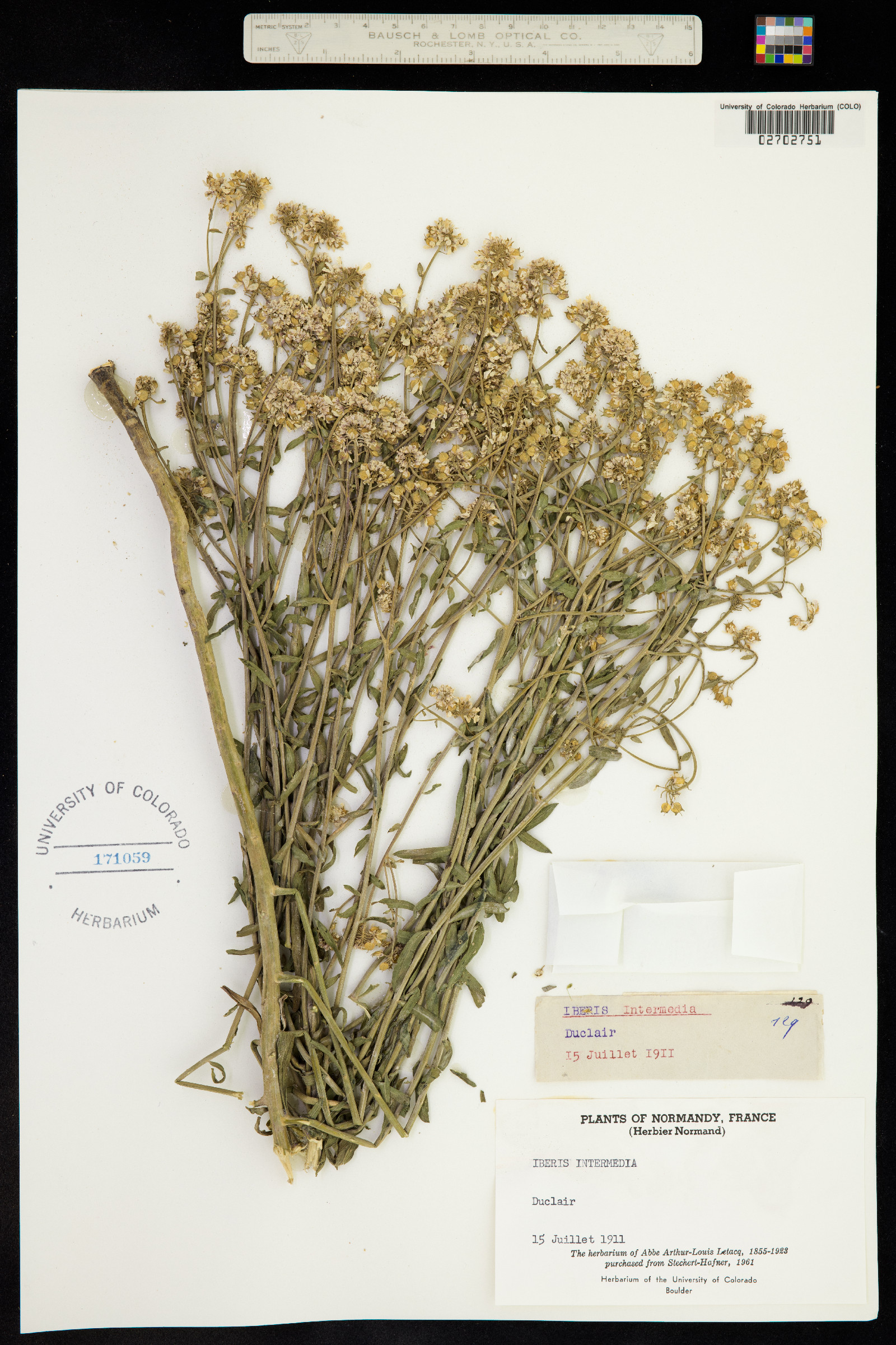 Iberis linifolia image