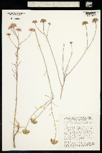 Iberis linifolia subsp. linifolia image