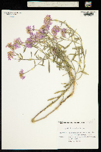 Iberis linifolia subsp. linifolia image