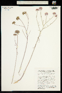 Iberis linifolia image