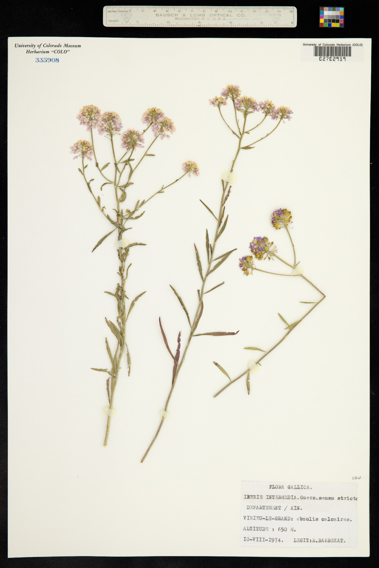 Iberis linifolia image