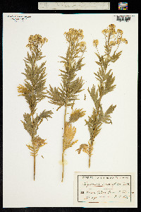 Image of Descurainia tanacetifolia