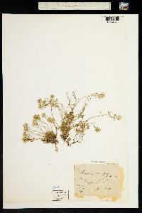 Hornungia alpina image