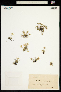 Hornungia alpina image
