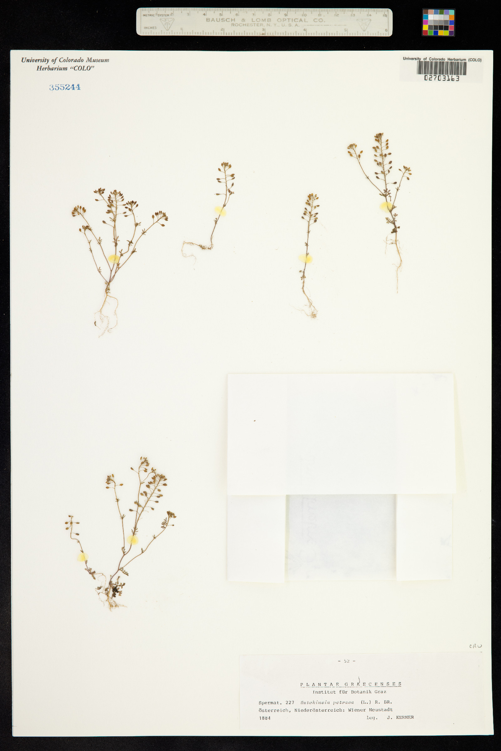 Hornungia petraea image