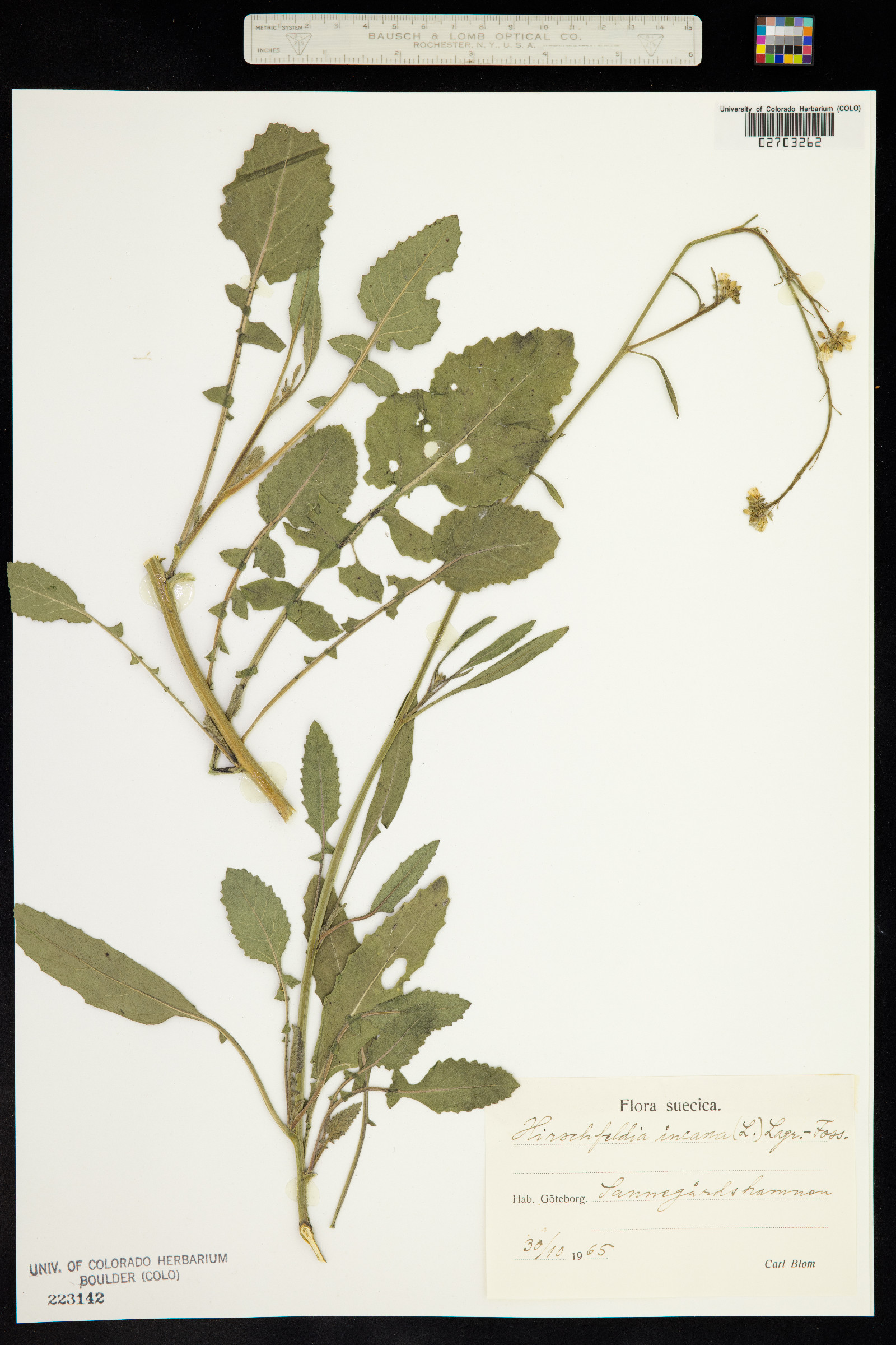 Hirschfeldia image