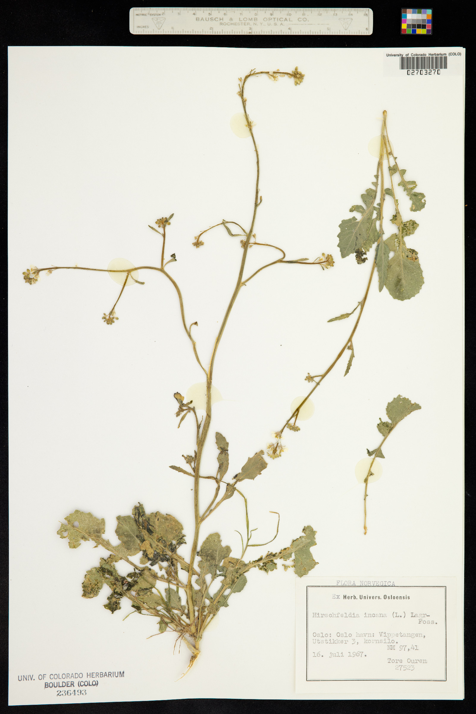 Hirschfeldia image