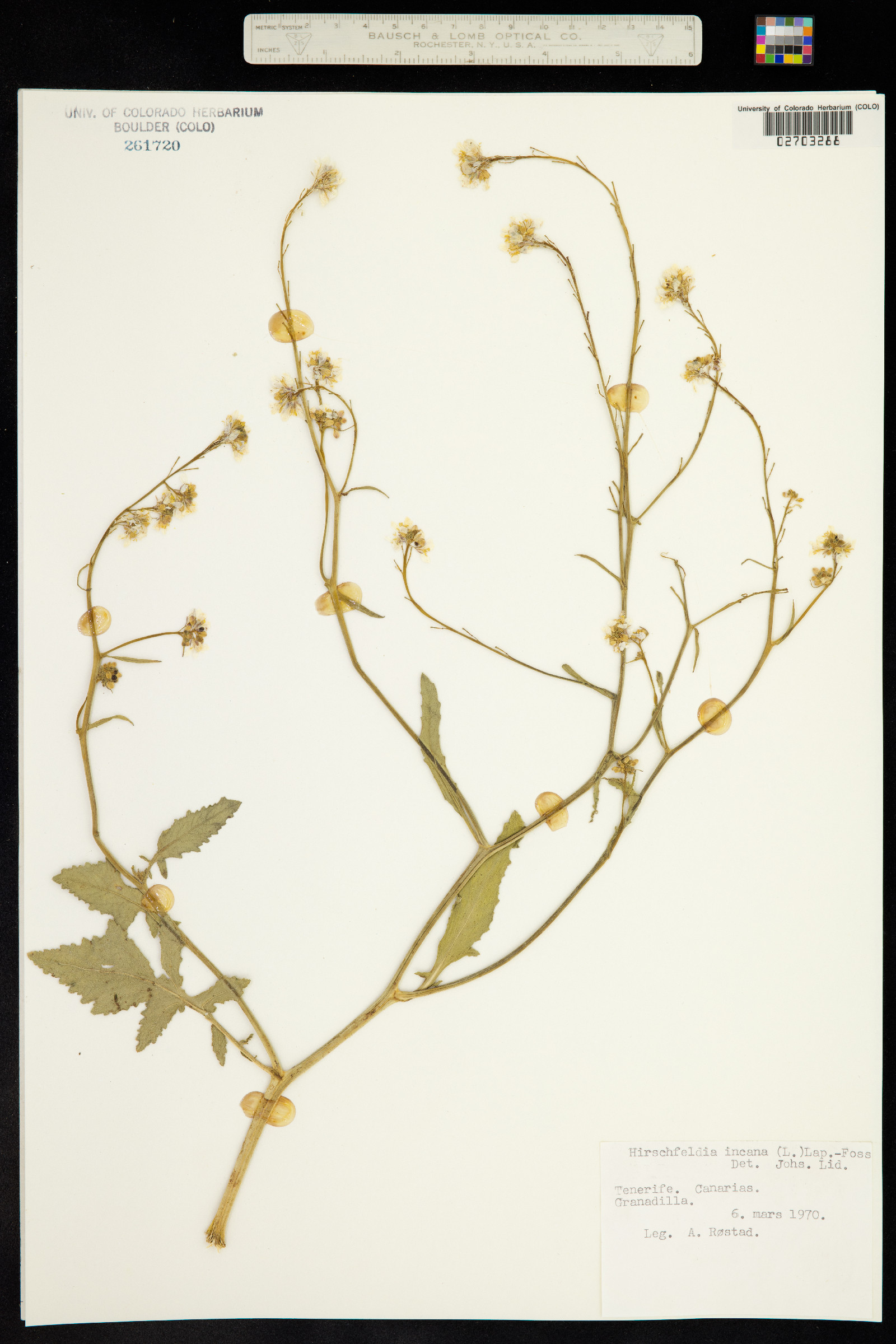 Hirschfeldia image