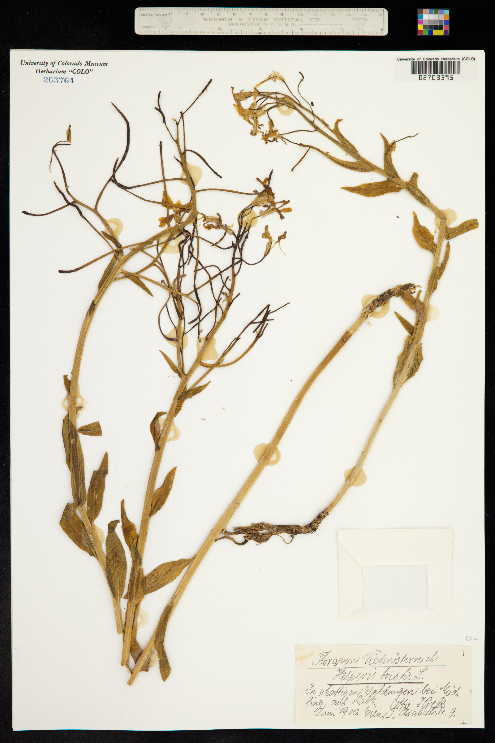 Hesperis tristis image