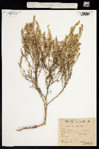 Image of Lepidium bonariense