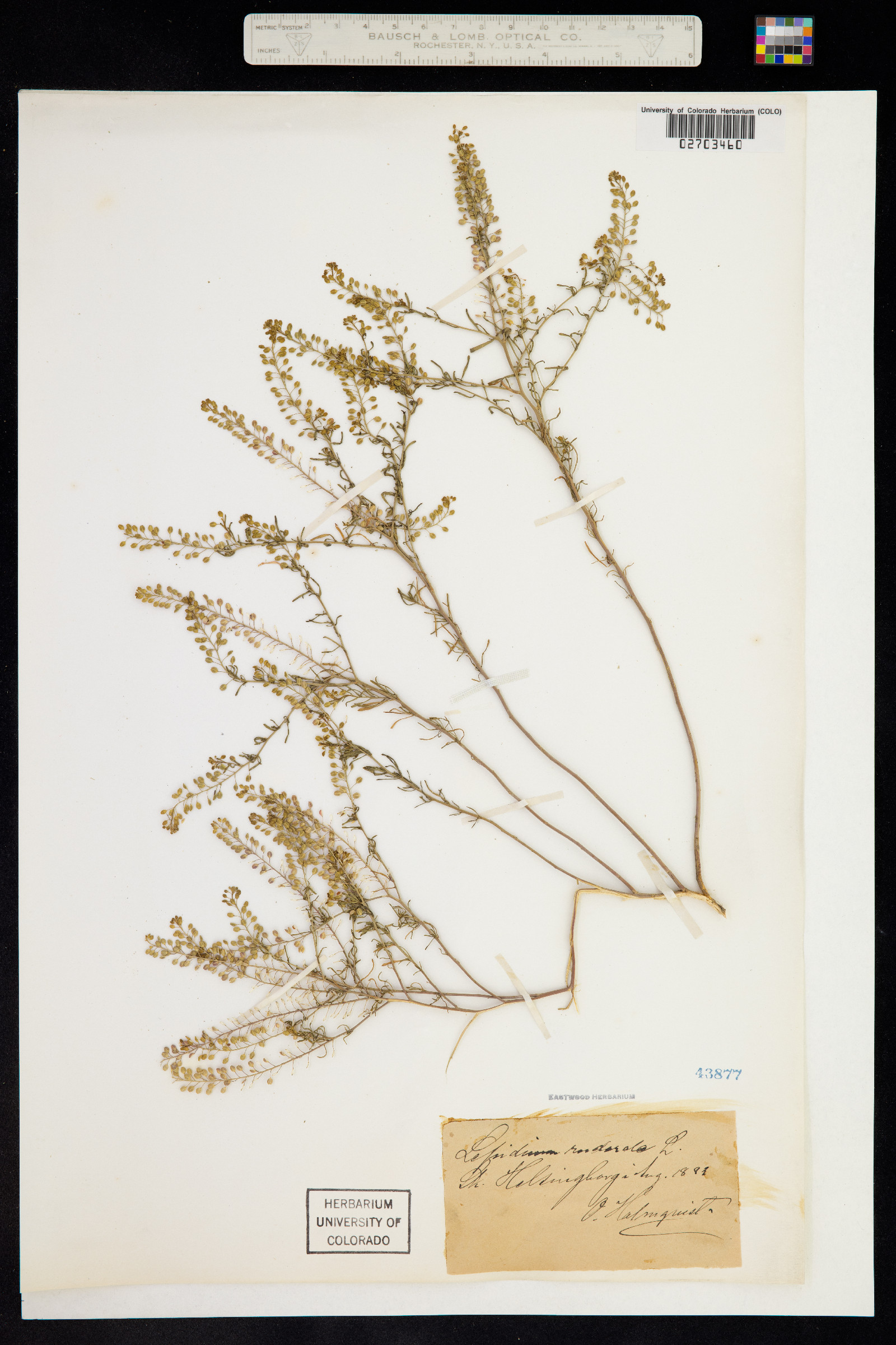 Lepidium ruderale image