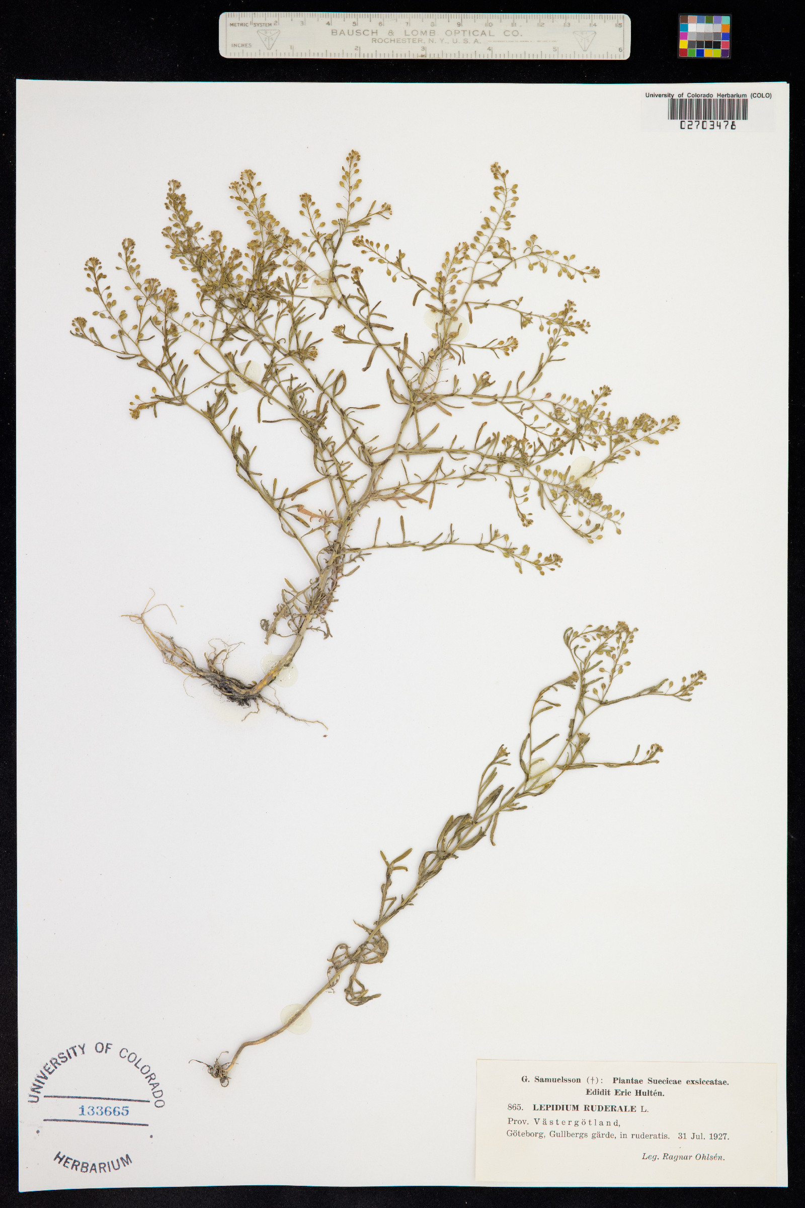 Lepidium ruderale image