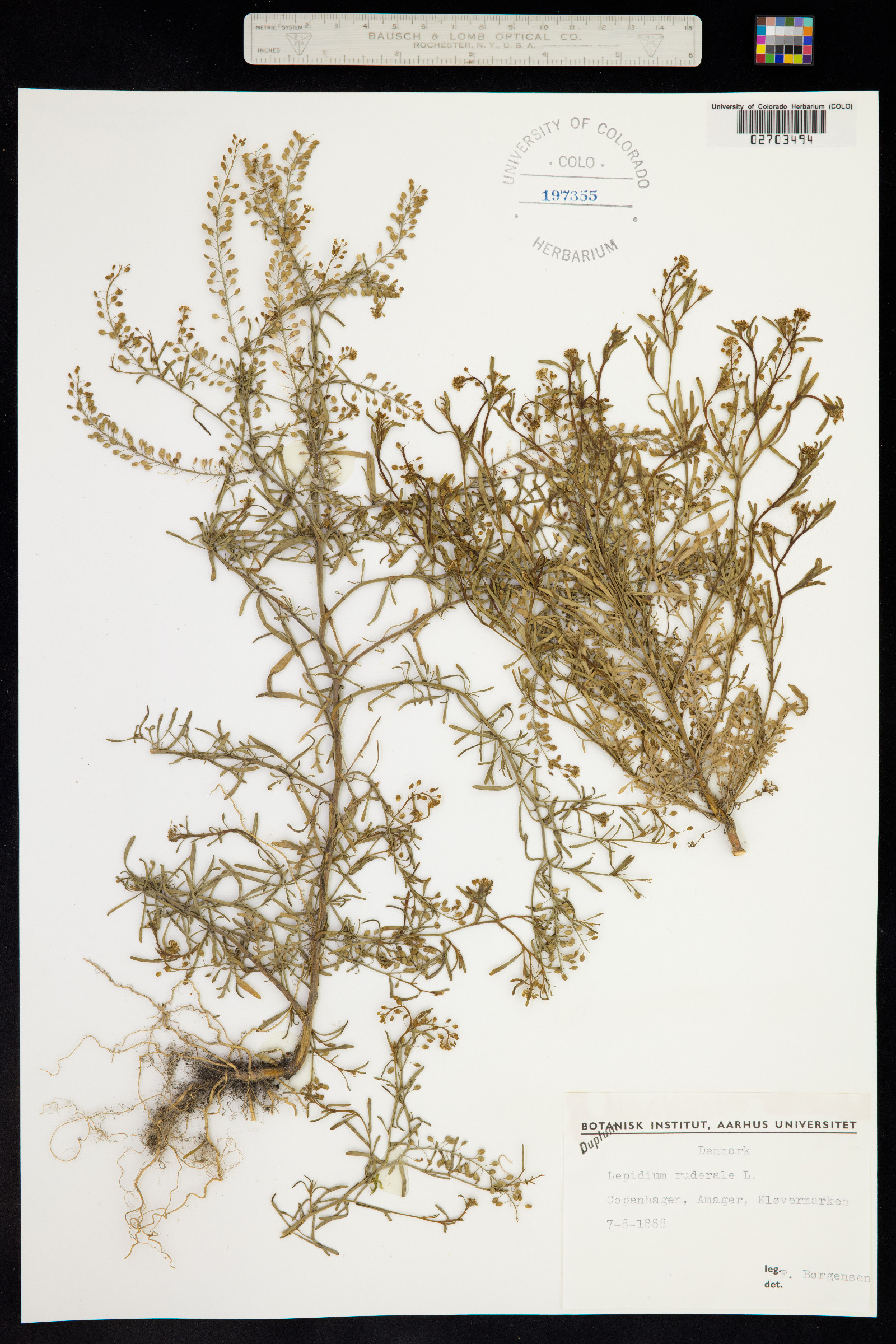 Lepidium ruderale image