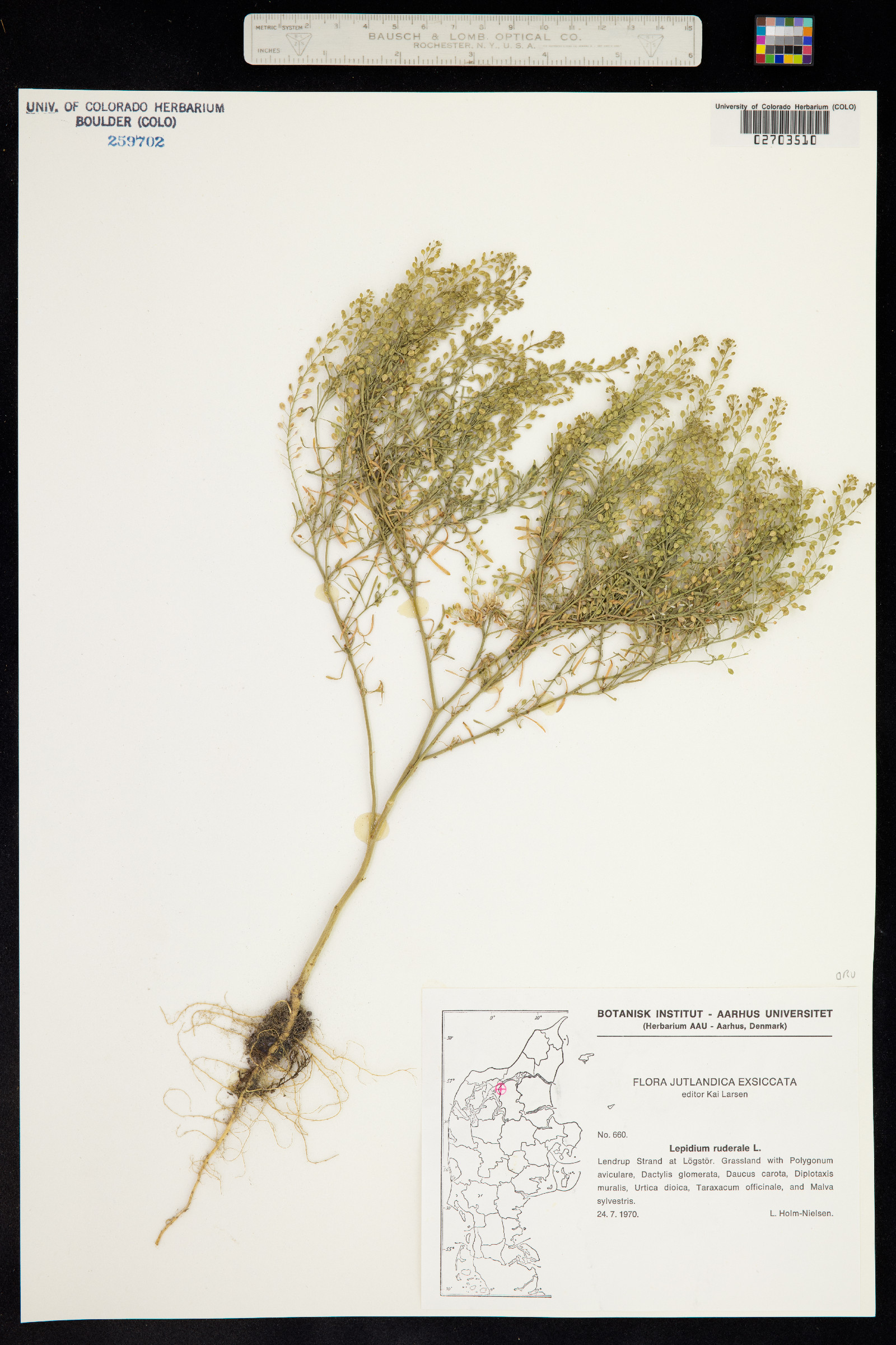 Lepidium ruderale image
