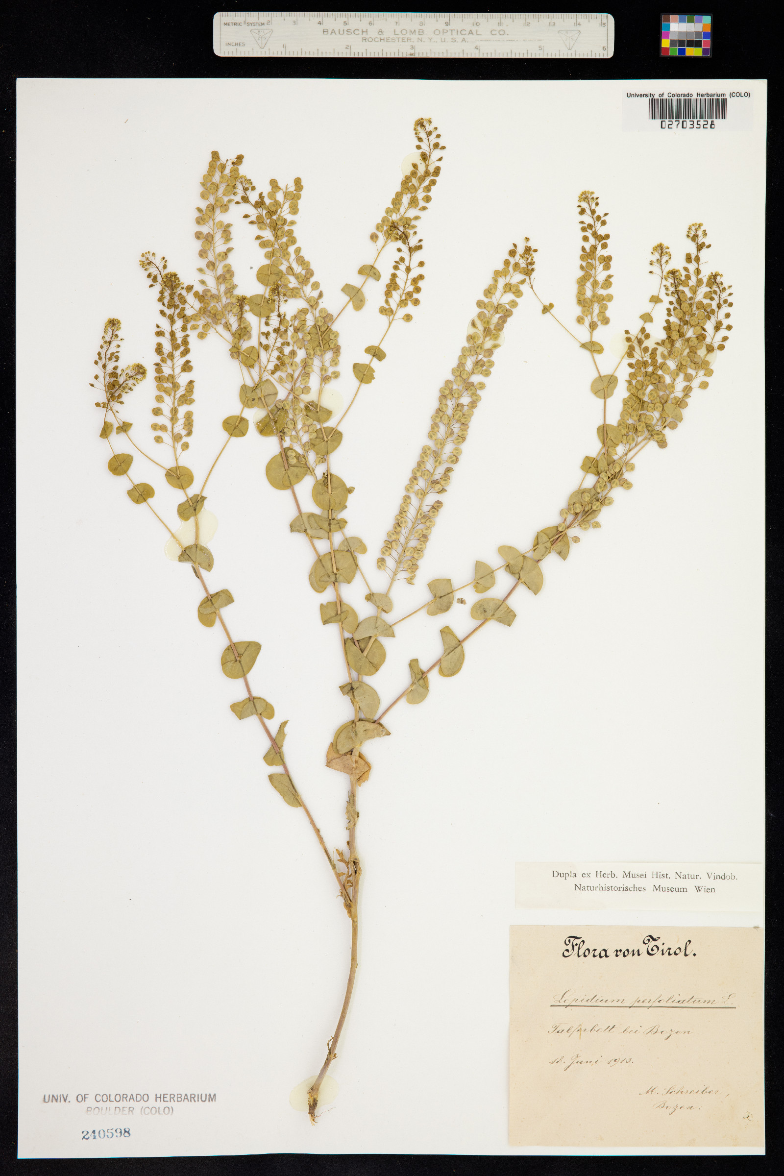 Lepidium image