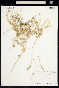 Lepidium perfoliatum image