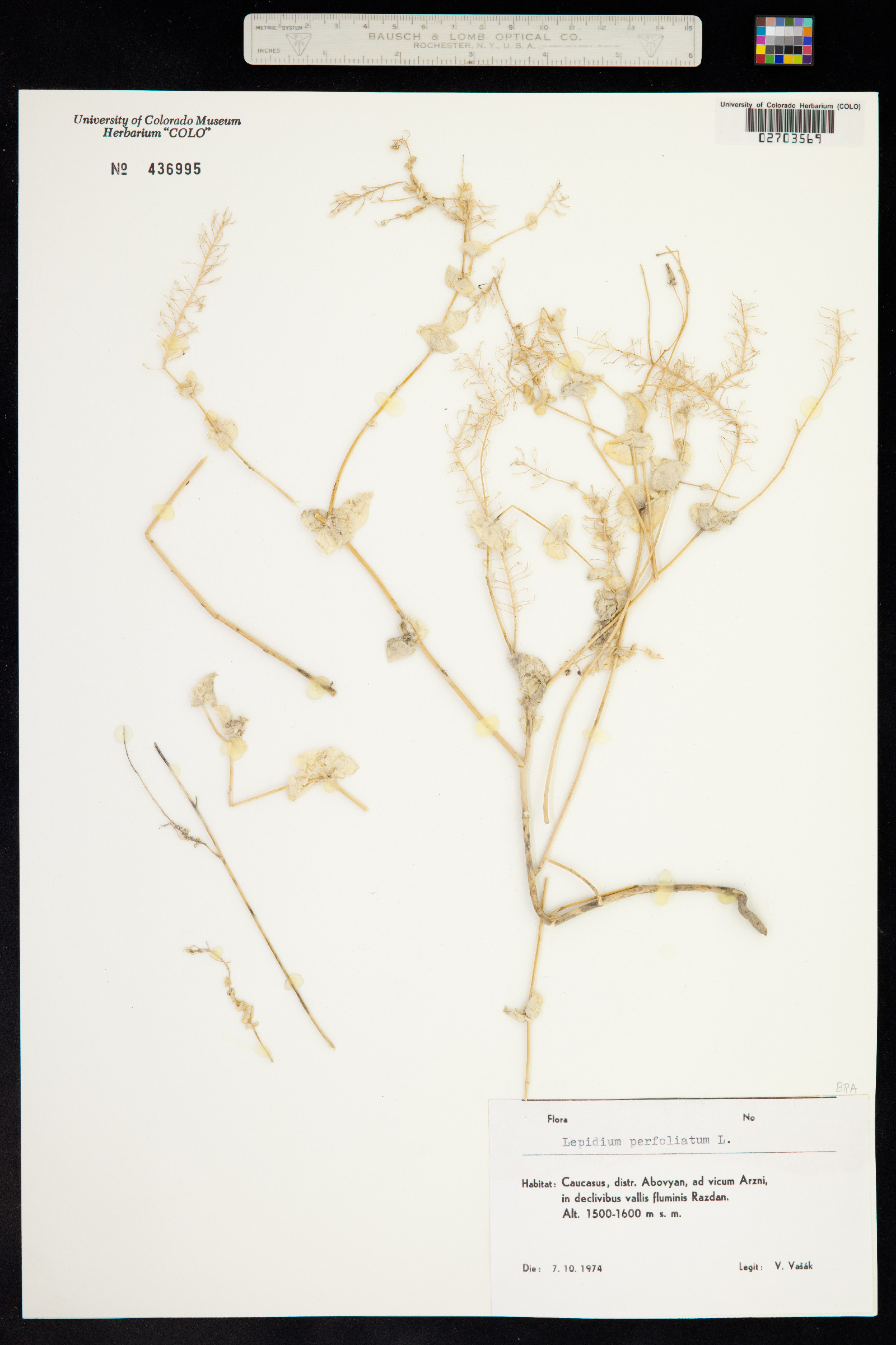 Lepidium perfoliatum image