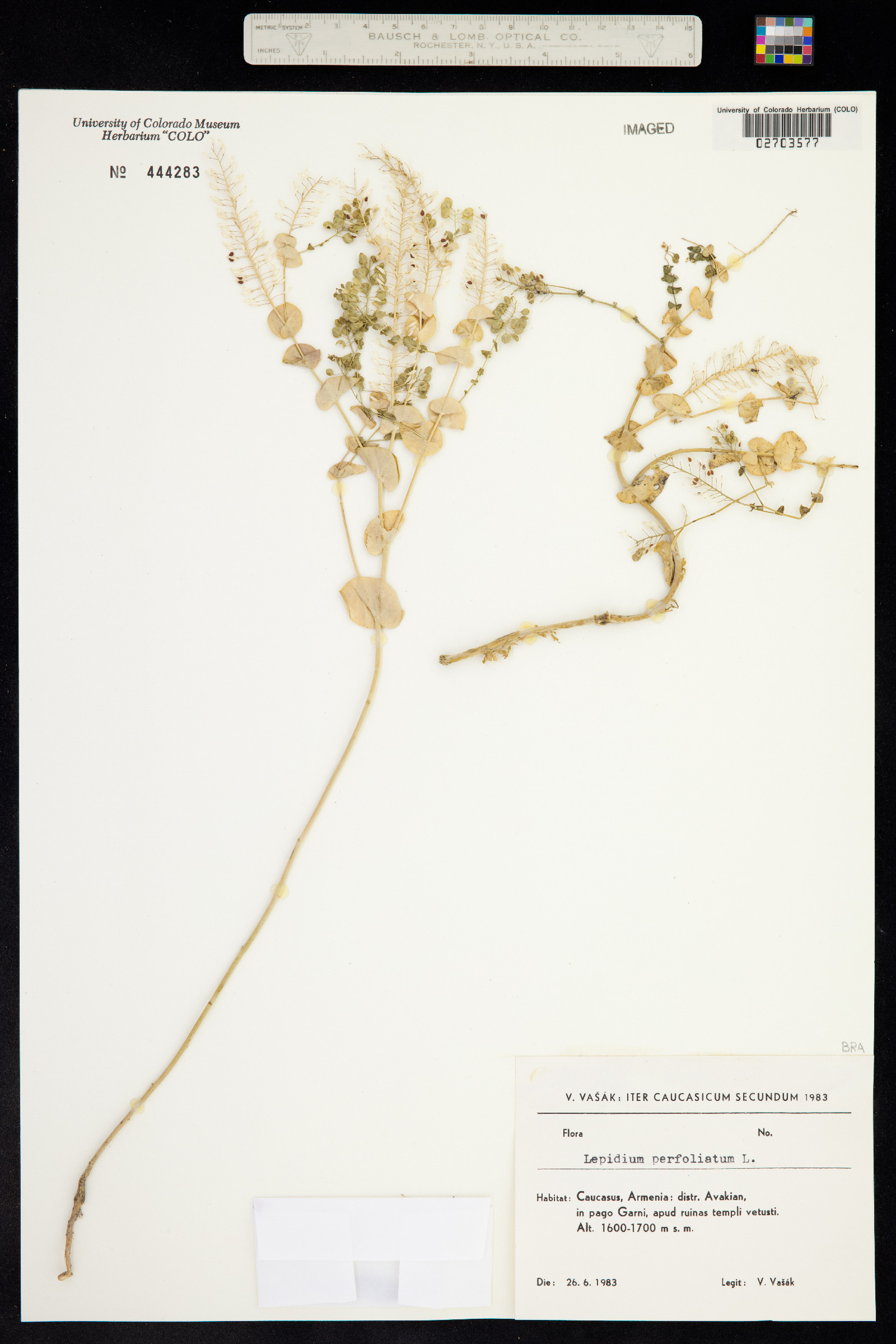 Lepidium perfoliatum image